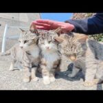 競うように甘えてくる猫達を整列させて順番にモフっていく(YouTube)