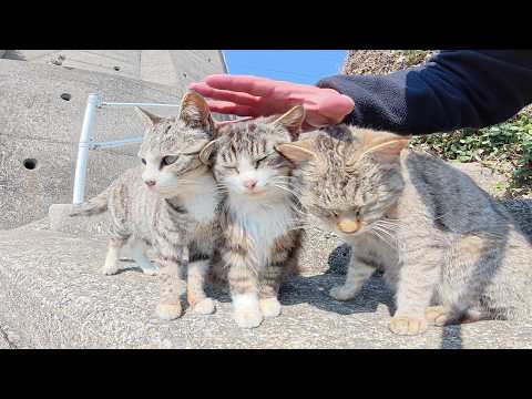 競うように甘えてくる猫達を整列させて順番にモフっていく(YouTube)