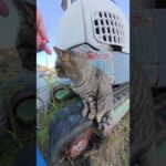 重機のキャタピラーに座る猫ちゃん #猫 #ねこ #cat(YouTube)