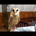 プロにメンテナンスしてもらったらムチムチだった件。(YouTube)