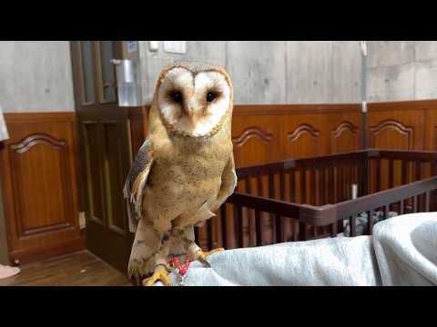 プロにメンテナンスしてもらったらムチムチだった件。(YouTube)