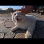 撫でた瞬間ゴロゴロ全開…公園で出会った猫が可愛すぎて離れられない(YouTube)
