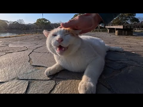 撫でた瞬間ゴロゴロ全開…公園で出会った猫が可愛すぎて離れられない(YouTube)