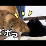 遊んでばかりな妹猫に優しく接する黒猫くんが…えっなんで？となっちゃいました(笑)(YouTube)