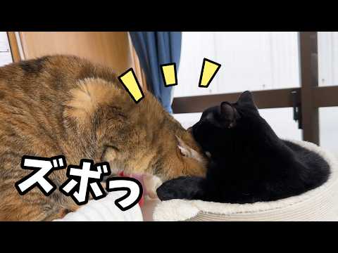 遊んでばかりな妹猫に優しく接する黒猫くんが…えっなんで？となっちゃいました(笑)(YouTube)