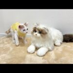 知らない猫が自分の家にいたときの子猫の反応がかわいすぎましたwww(YouTube)