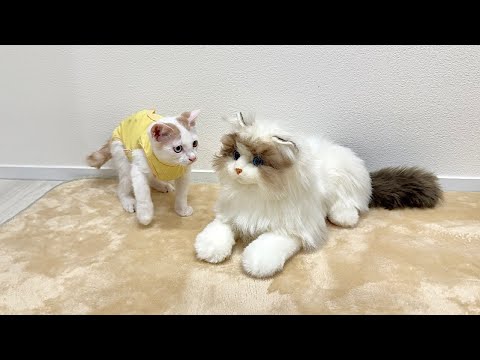 知らない猫が自分の家にいたときの子猫の反応がかわいすぎましたwww(YouTube)
