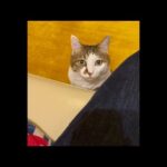 エース＆おむすび🐾お昼のまったりライブ配信🦖🍙(YouTube)