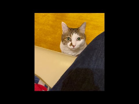 エース＆おむすび🐾お昼のまったりライブ配信🦖🍙(YouTube)