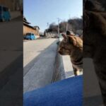 防波堤に座ると猫駆け寄ってきた(YouTube)