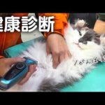 ずっと元気でいてほしいから。猫ちゃんの健康診断の様子をお届けします🐈(YouTube)