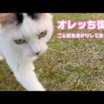 オレッち復活かな  ご心配をおかけしております  セナ  2026 03 29 2(YouTube)