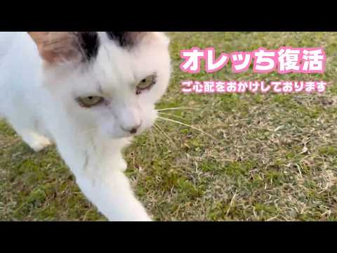 オレッち復活かな  ご心配をおかけしております  セナ  2026 03 29 2(YouTube)