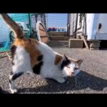 漁港の三毛猫ちゃん、顔を見ると後ろを向いて腰トントンを要求する(YouTube)