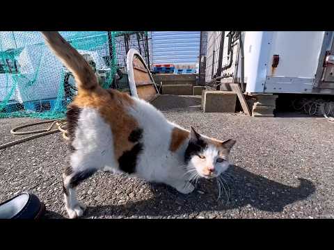 漁港の三毛猫ちゃん、顔を見ると後ろを向いて腰トントンを要求する(YouTube)