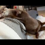 カワウソのくねくねダンスをたっぷり鑑賞する動画 A video where you can fully enjoy watching the otter’s wiggly dance(YouTube)