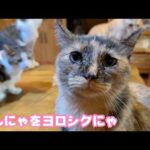 みんにゃをよろしくお願い致します 唐津のいっちゃんとこへお手伝いに行きます  2026 03 13 1(YouTube)