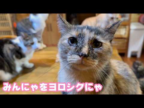 みんにゃをよろしくお願い致します 唐津のいっちゃんとこへお手伝いに行きます  2026 03 13 1(YouTube)