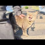 海辺の神社へ行ったら、甘えん坊のキジトラ猫がついて来た(YouTube)