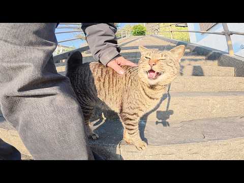 海辺の神社へ行ったら、甘えん坊のキジトラ猫がついて来た(YouTube)