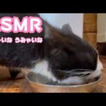 うみゃいな うまいにゃ  ASMR   2026 03 30 1(YouTube)