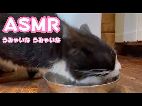 うみゃいな うまいにゃ  ASMR   2026 03 30 1(YouTube)