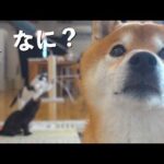 ママは気づきました…ネコの異変に。(YouTube)