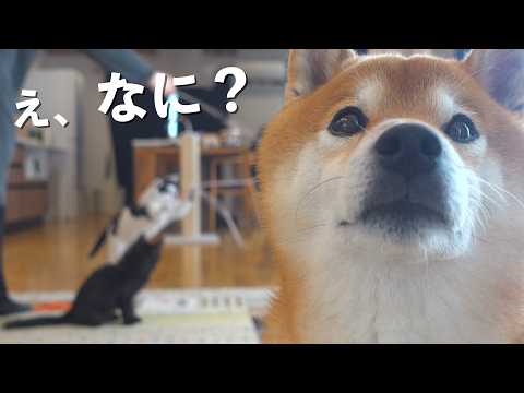 ママは気づきました…ネコの異変に。(YouTube)