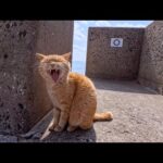 防波堤から畑の裏道をウロウロする島の猫たち(YouTube)