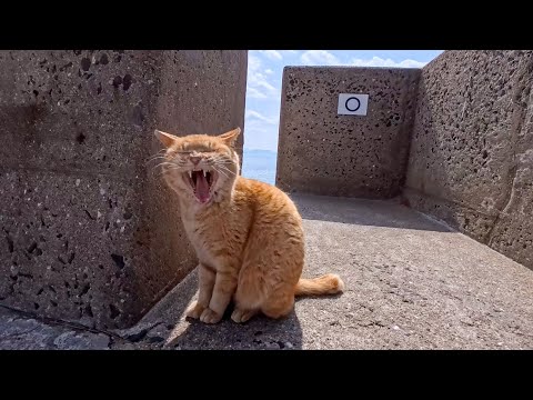 防波堤から畑の裏道をウロウロする島の猫たち(YouTube)