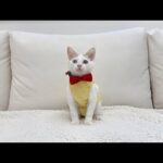 【ご報告】保護した子猫の新しい家族について。(YouTube)