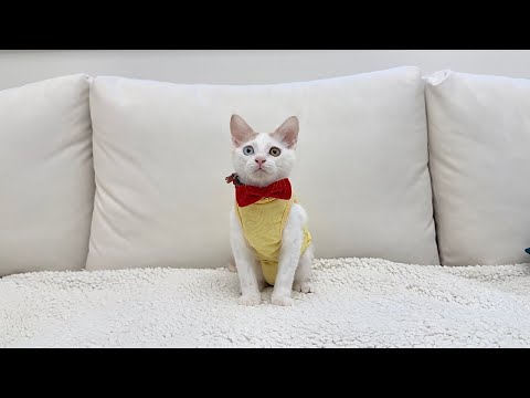 【ご報告】保護した子猫の新しい家族について。(YouTube)
