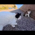 人にはデレデレ甘えてついてくるのに…猫には超厳しい白黒猫ちゃんのギャップがすごい(YouTube)