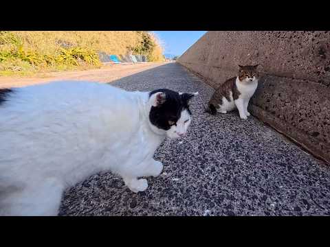 人にはデレデレ甘えてついてくるのに…猫には超厳しい白黒猫ちゃんのギャップがすごい(YouTube)