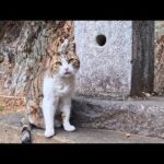 【今週の感動猫動画 2026/4/1w】今週撮った未公開猫動画まとめて公開-unreleased video of this week(YouTube)