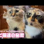 サビ猫達の秘密はなにニャ？  The secret of the Tortoisell Cat  2026 03 26 1(YouTube)
