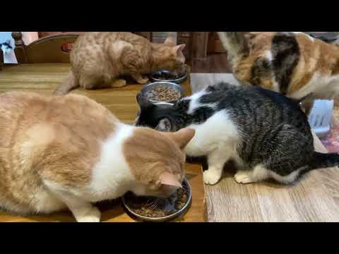 バイバイいっちゃん  ただいま猫様達(YouTube)