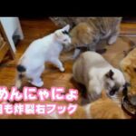 舐めんにゃにょ  今朝も炸裂ミケ右フック  2026 03 12 1(YouTube)