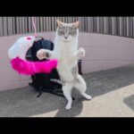 灰色猫ちゃんがオモチャで思いっきり遊で水を飲む(YouTube)