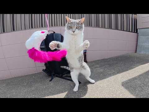 灰色猫ちゃんがオモチャで思いっきり遊で水を飲む(YouTube)