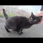 イケメンの黒猫が恥ずかしがり屋な仲間達を連れてモフられに来た(YouTube)