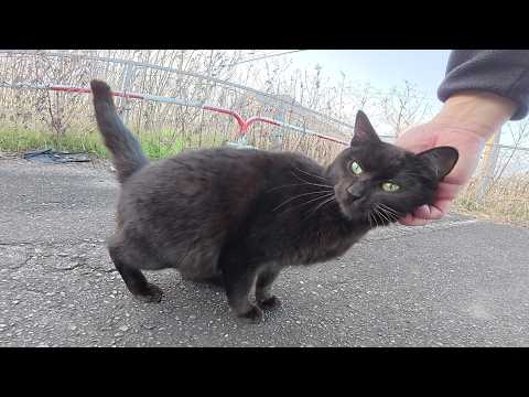 イケメンの黒猫が恥ずかしがり屋な仲間達を連れてモフられに来た(YouTube)