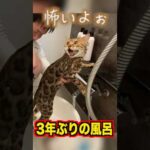 3年ぶりに風呂に入れたらロゼ大暴走 #ベンガル #ルトロゼ #猫(YouTube)