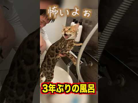 3年ぶりに風呂に入れたらロゼ大暴走 #ベンガル #ルトロゼ #猫(YouTube)