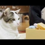 6年たてば身も心も丸くなる猫(YouTube)