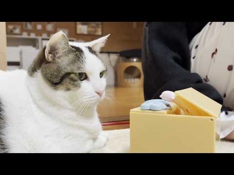 6年たてば身も心も丸くなる猫(YouTube)