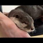 こんなところで普通寝る！？なカワウソ Sleeping in a place like this!? What a weirdo otter.(YouTube)