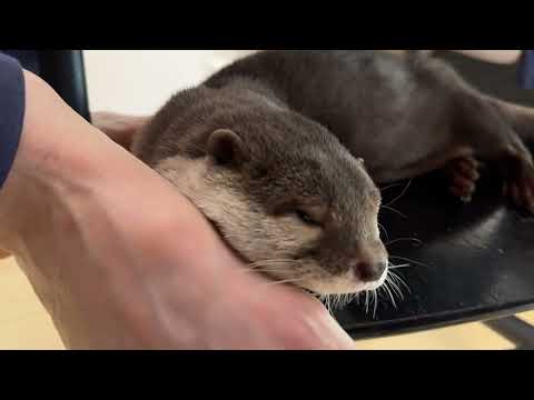 こんなところで普通寝る！？なカワウソ Sleeping in a place like this!? What a weirdo otter.(YouTube)
