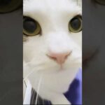 ぜったい痩せてやる(YouTube)