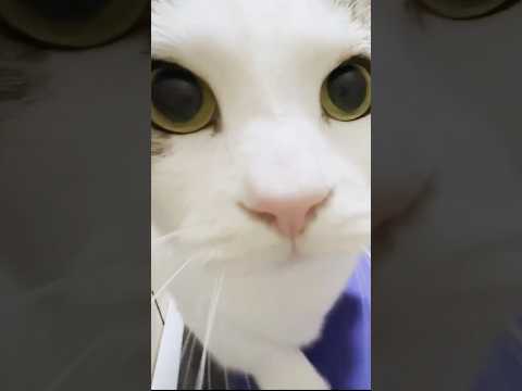 ぜったい痩せてやる(YouTube)